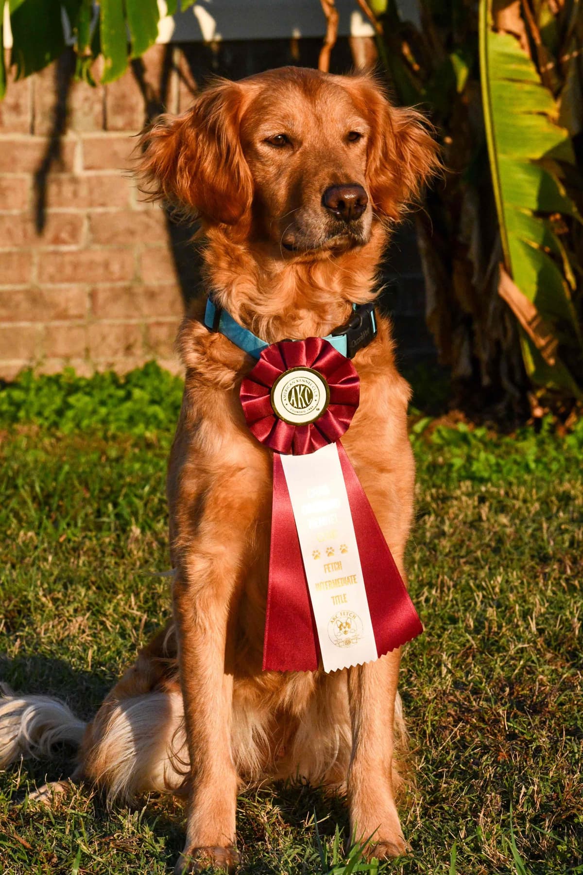 Golden Retriever Puppies breeder image 7