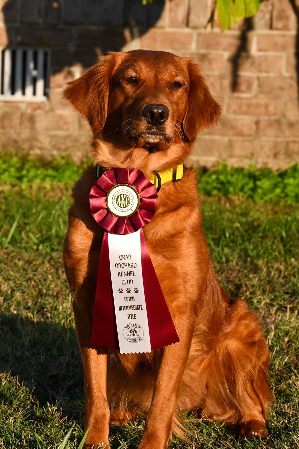Golden Retriever Puppies breeder image 8