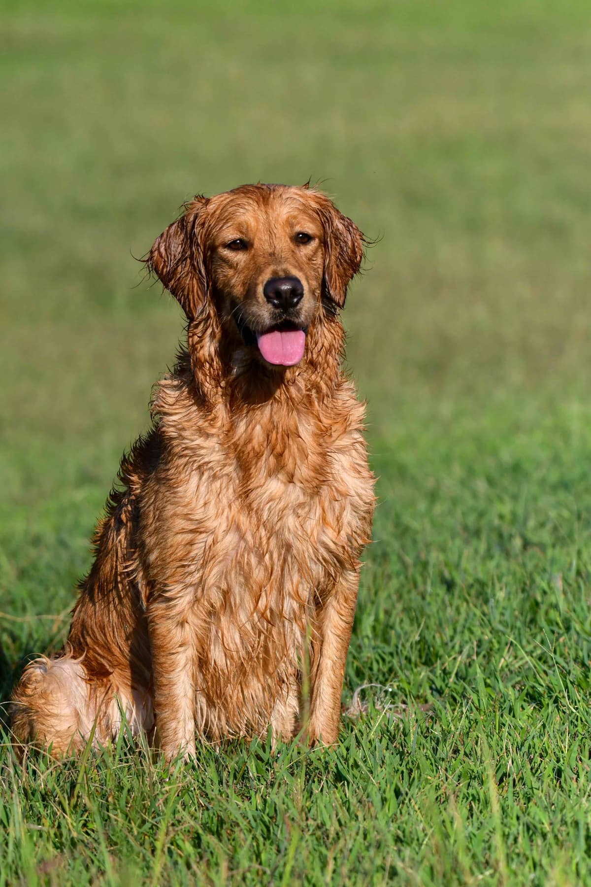 Golden Retriever Puppies breeder image 11