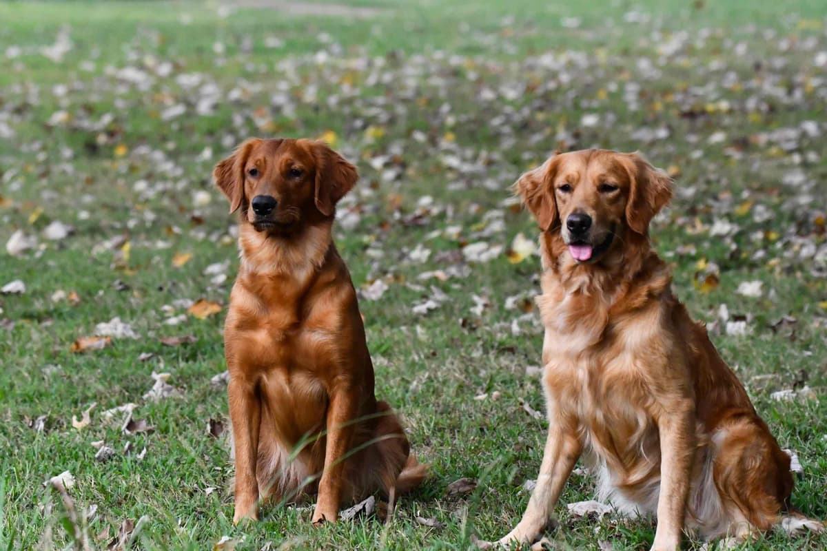Golden Retriever Puppies breeder image 12