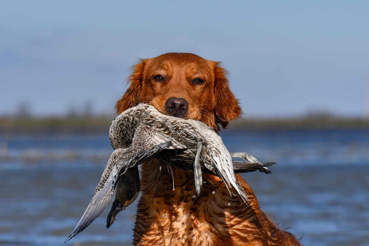 Golden Retriever Puppies breeder image 17