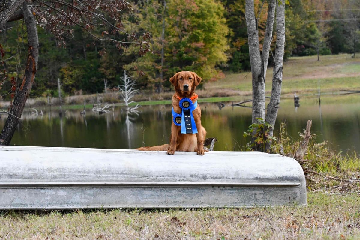 Golden Retriever Puppies breeder image 24