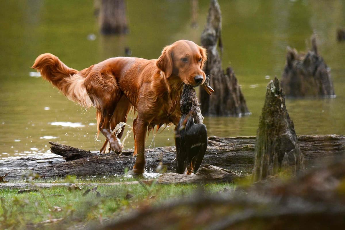 Golden Retriever Puppies breeder image 25