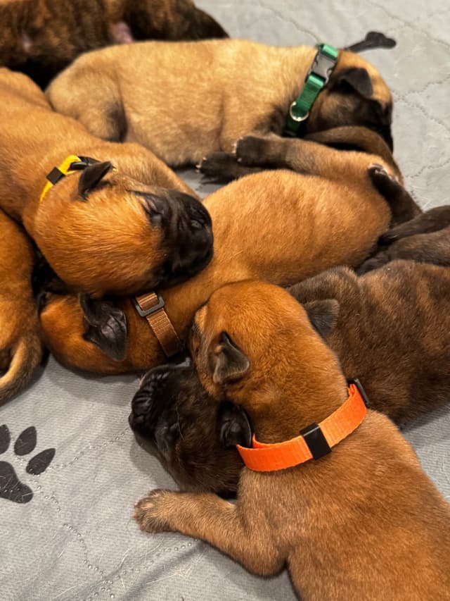Mastiff Puppies media 2