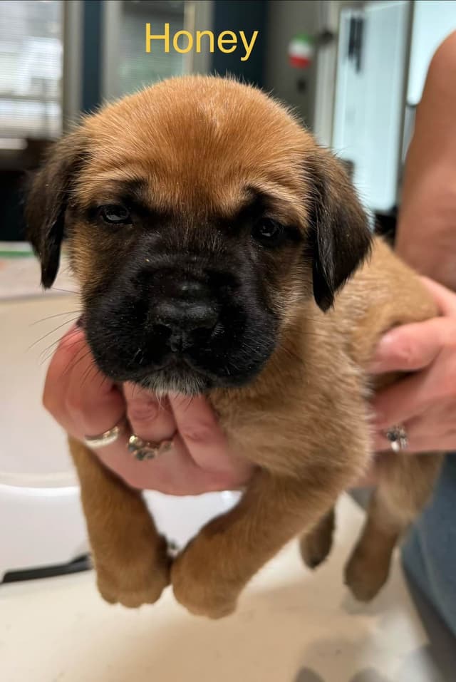 Mastiff Puppies media 3