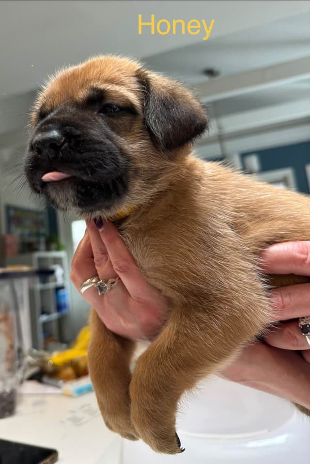 Mastiff Puppies media 4