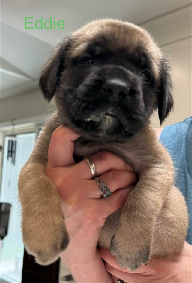Mastiff Puppies media 7