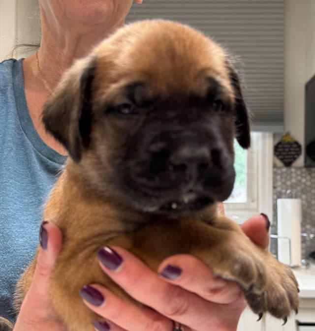Mastiff Puppies media 9