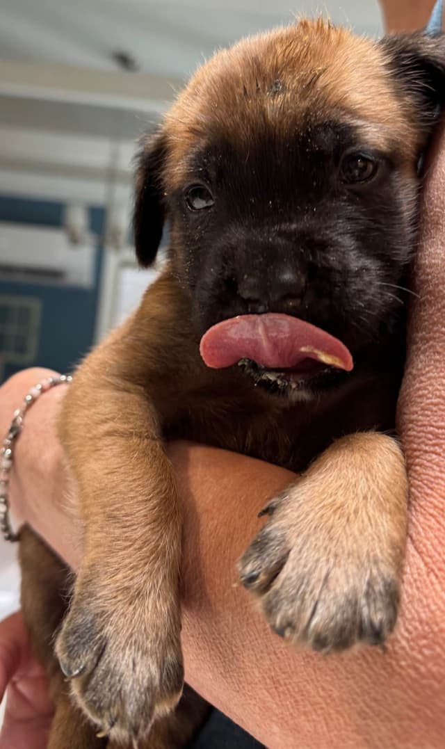 Mastiff Puppies media 10