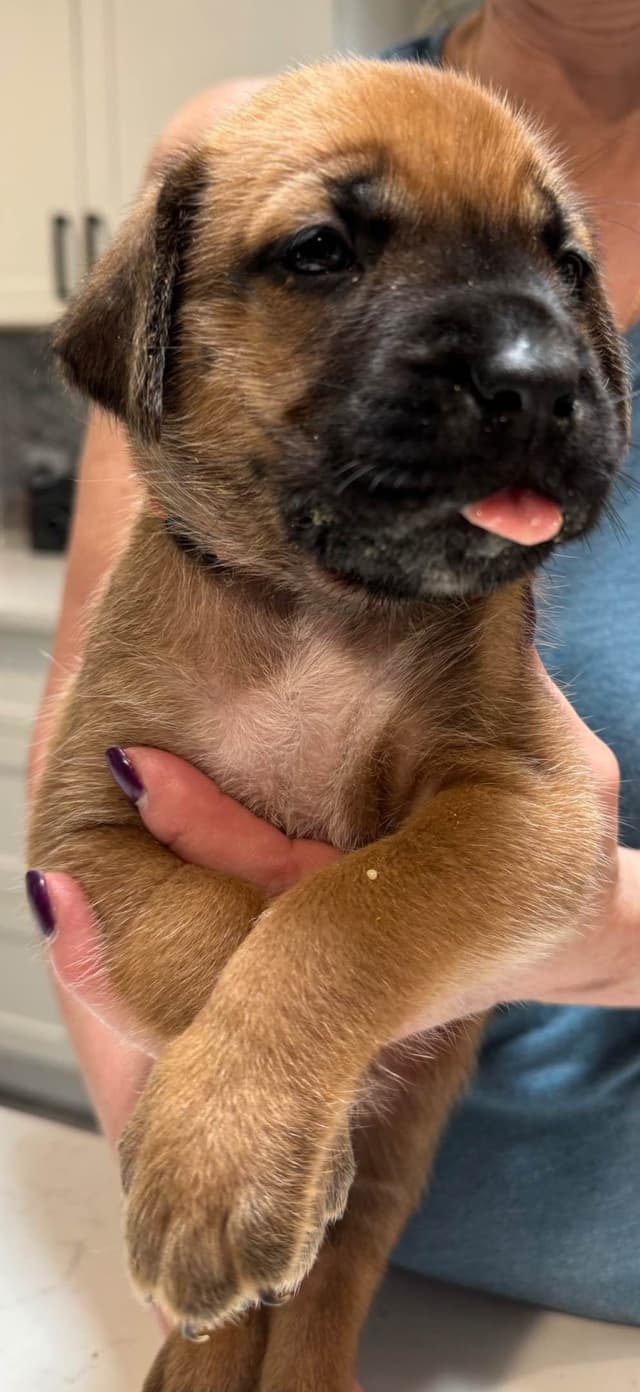 Mastiff Puppies media 11