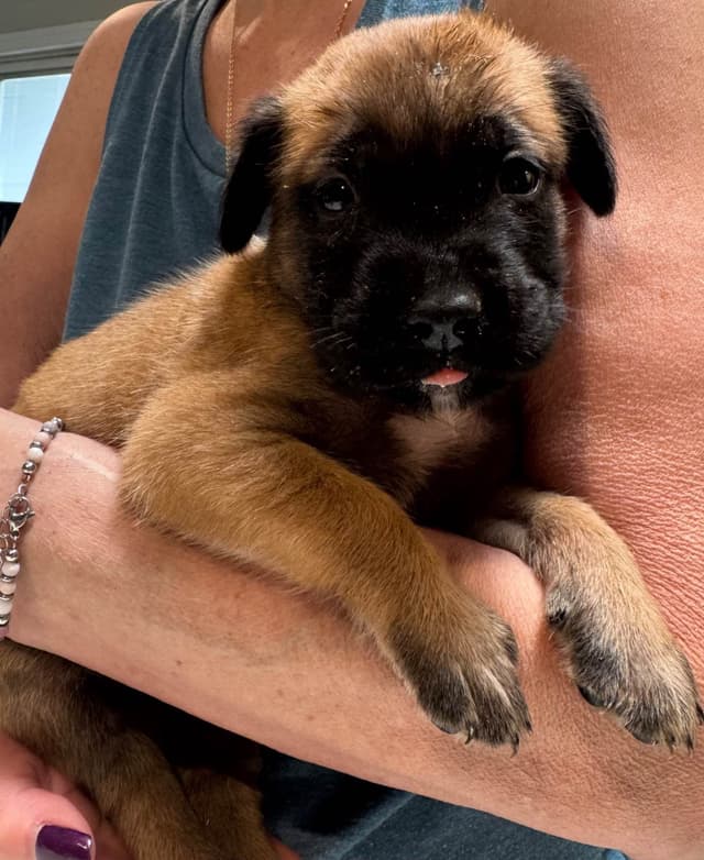 Mastiff Puppies media 14