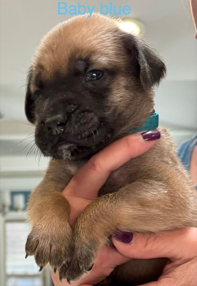 Mastiff Puppies media 13