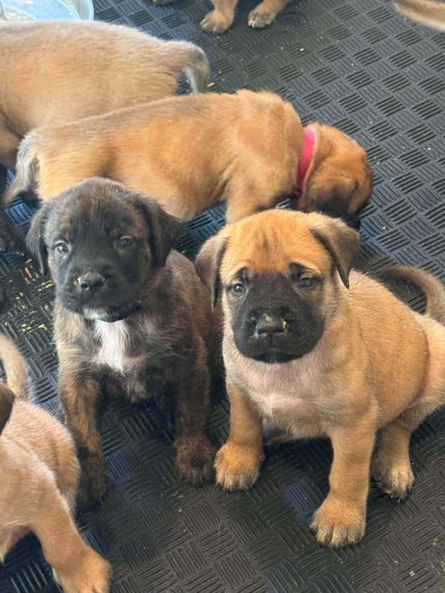 Mastiff Puppies media 18