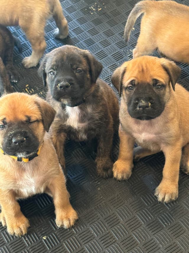 Mastiff Puppies media 19