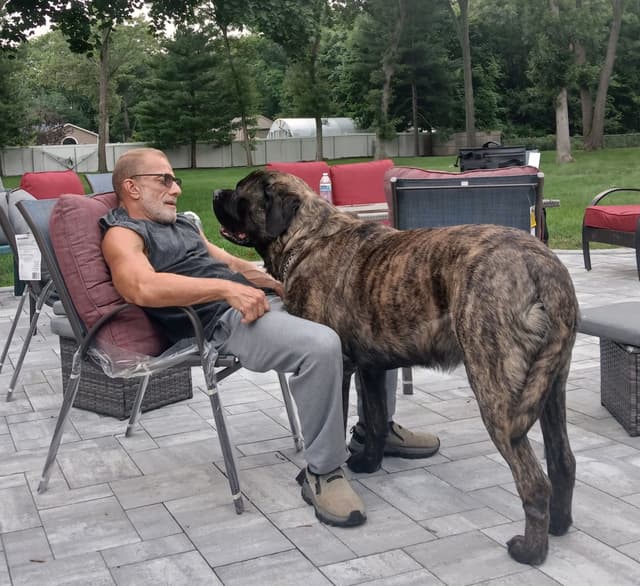 Mastiff Puppies media 21
