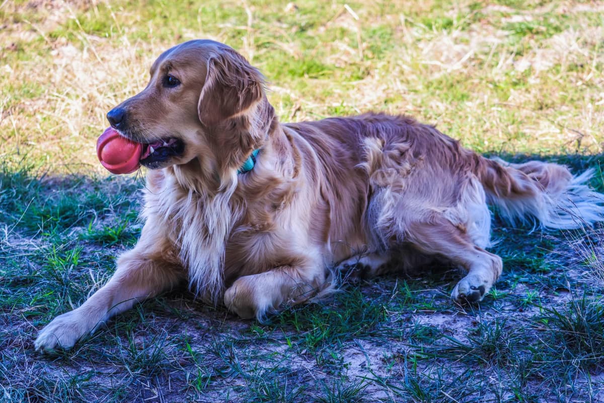 Golden Retriever Puppies breeder image 2