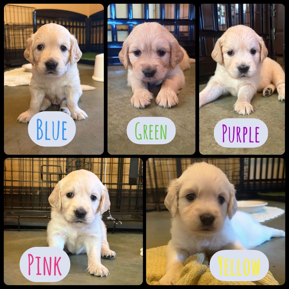 Golden Retriever Puppies breeder image 3