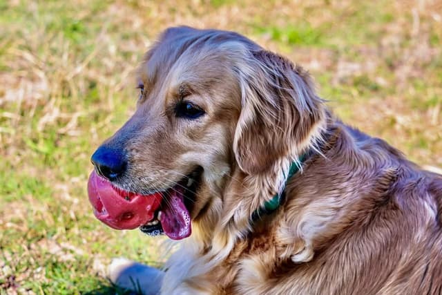 Golden Retriever Puppies media 2