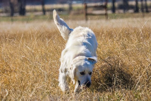 Golden Retriever Puppies media 5
