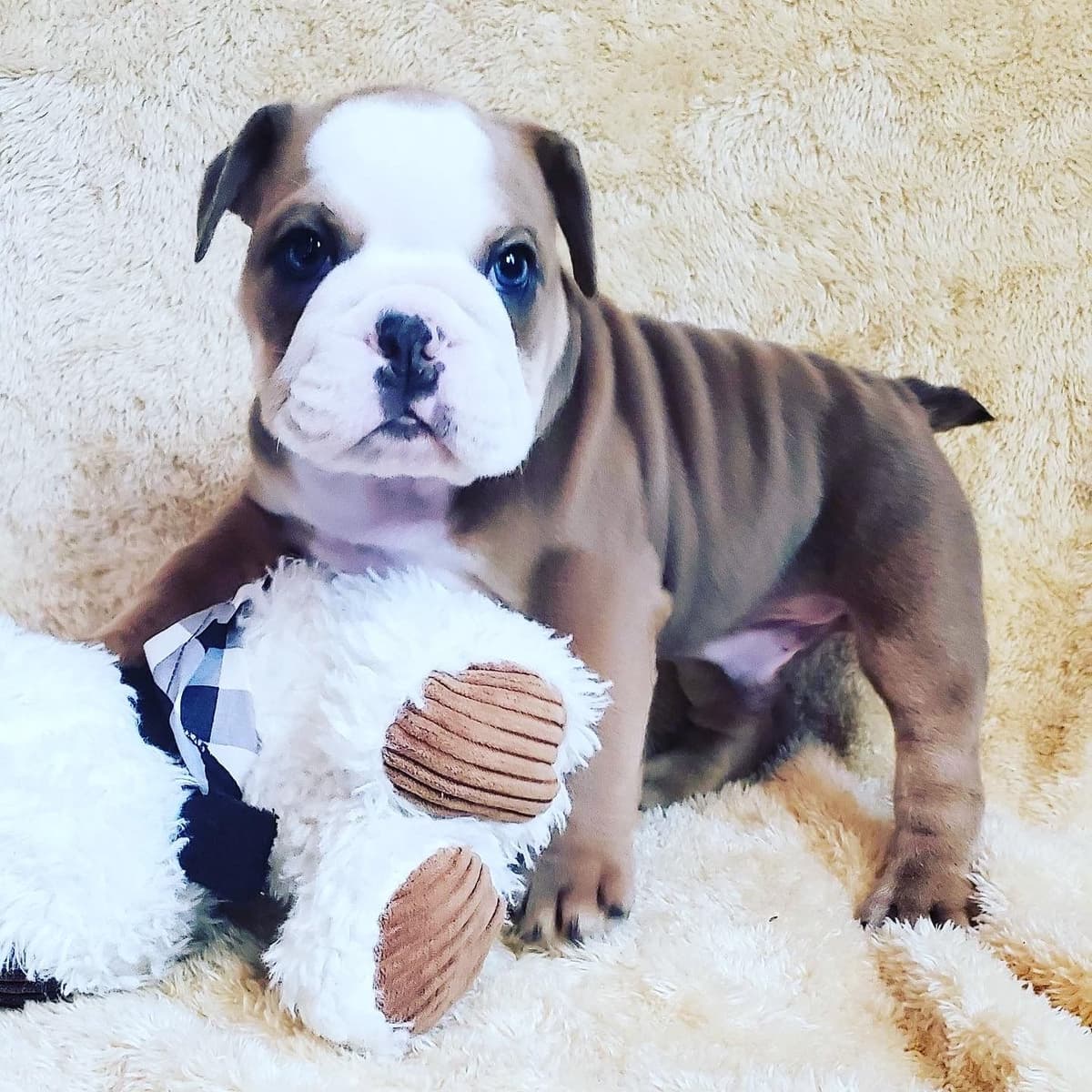 Adorable multi colors English Bulldog Puppies breeder image 2