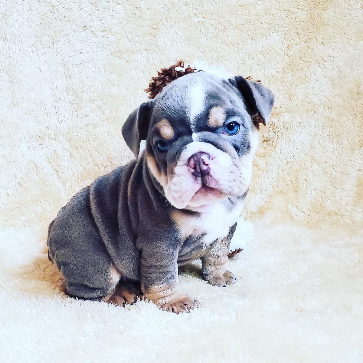 Adorable multi colors English Bulldog Puppies breeder image 1