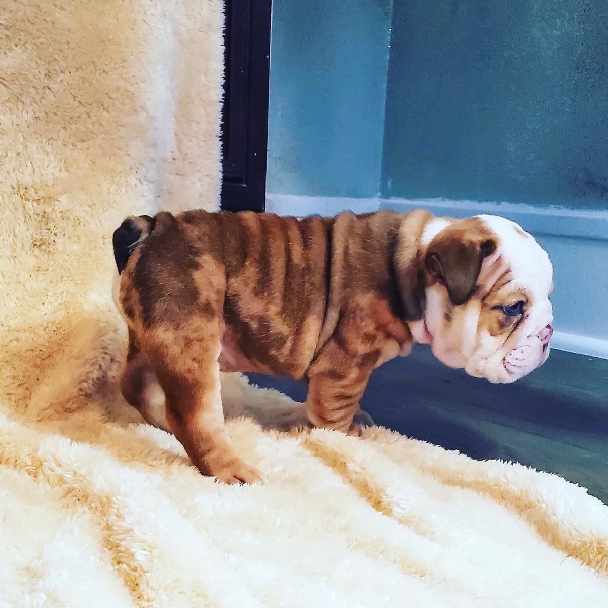 Adorable multi colors English Bulldog Puppies breeder image 3