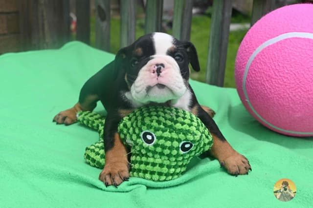 Adorable multi colors English Bulldog Puppies media 2