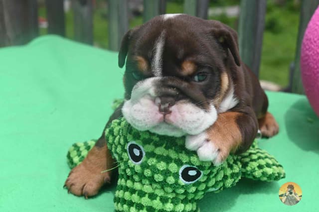 Adorable multi colors English Bulldog Puppies media 3