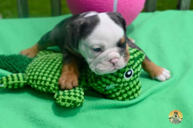 Adorable multi colors English Bulldog Puppies media 4