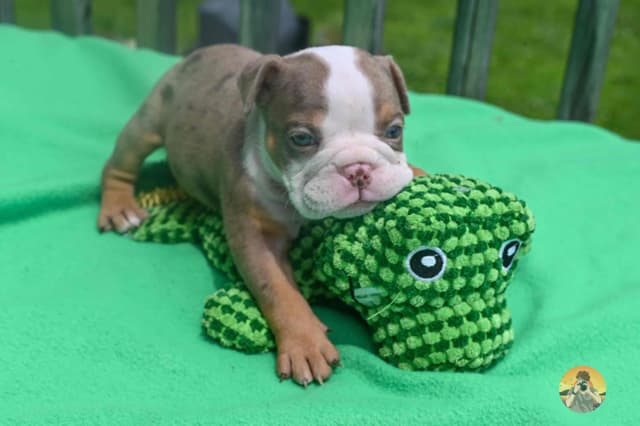 Adorable multi colors English Bulldog Puppies media 7