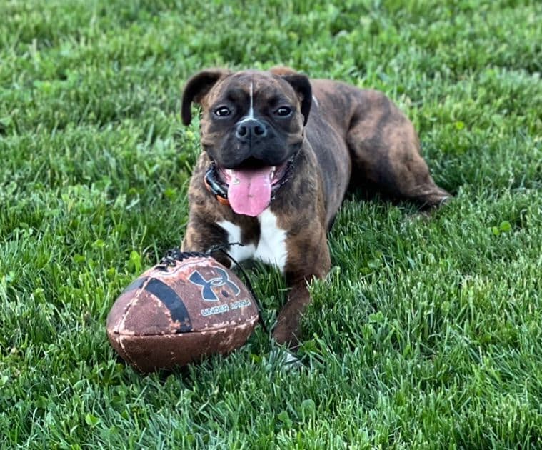 Boxer Puppies breeder image 1