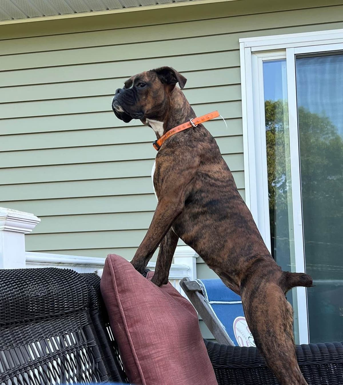 Boxer Puppies breeder image 2