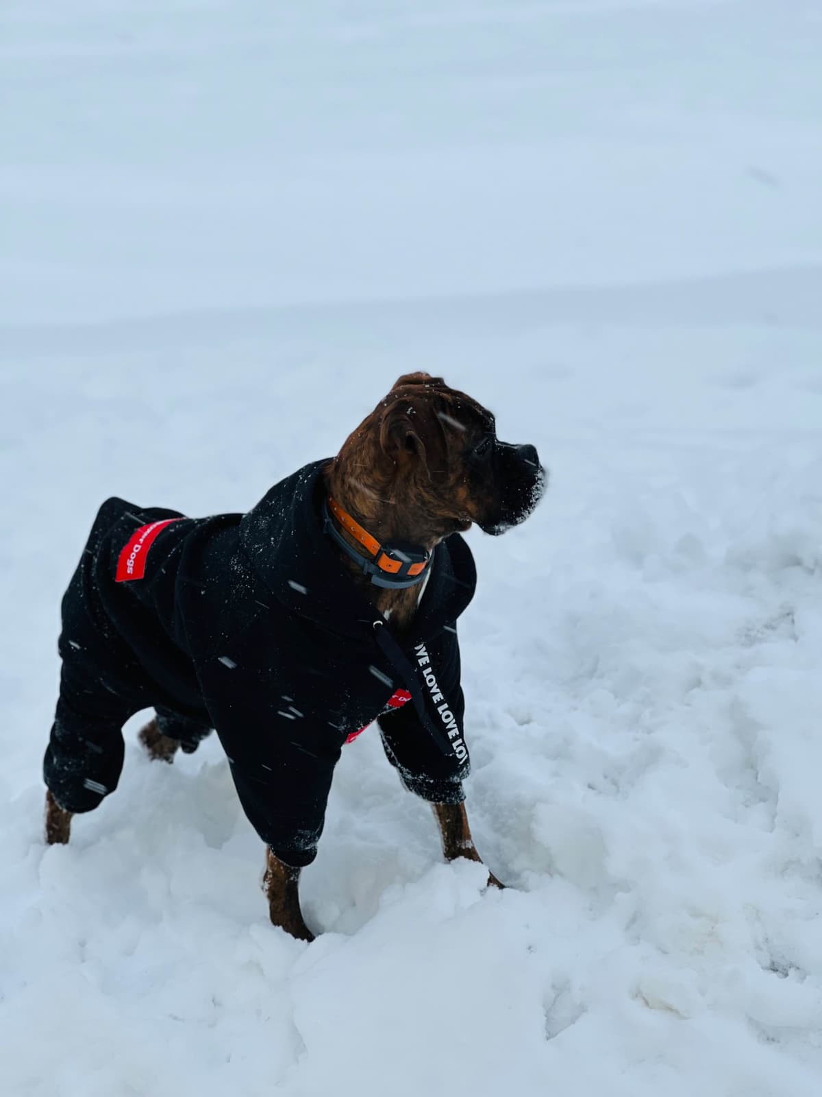 Boxer Puppies breeder image 3