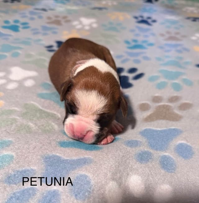 Boxer Puppies media 4