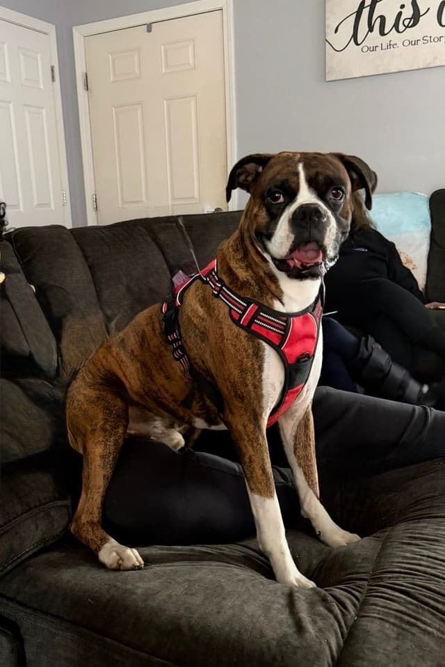 Boxer Puppies media 3