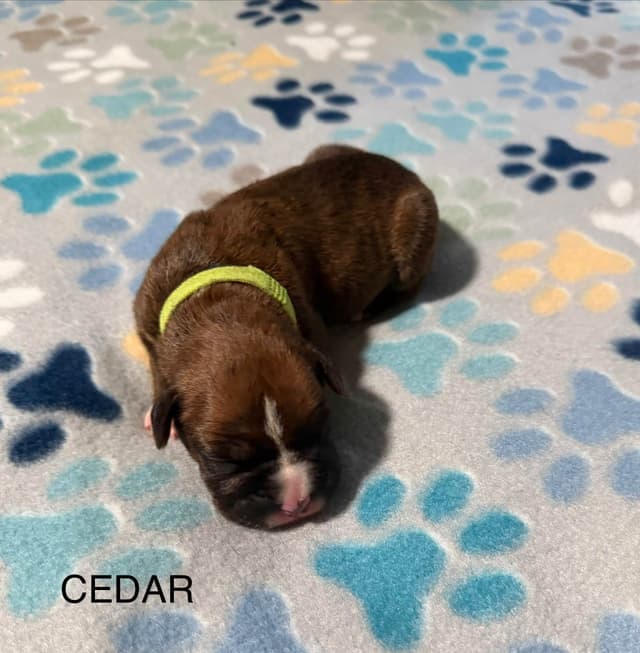 Boxer Puppies media 6