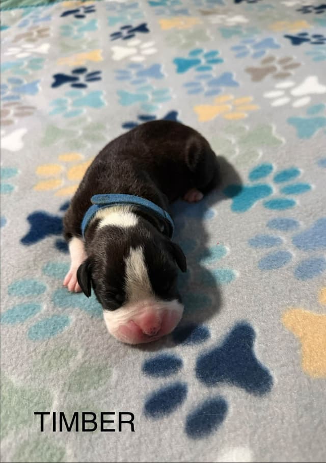 Boxer Puppies media 7