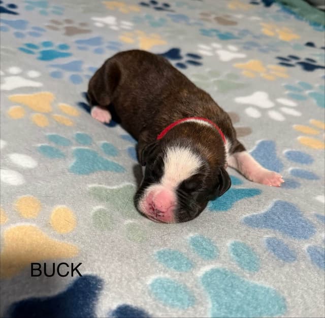Boxer Puppies media 9