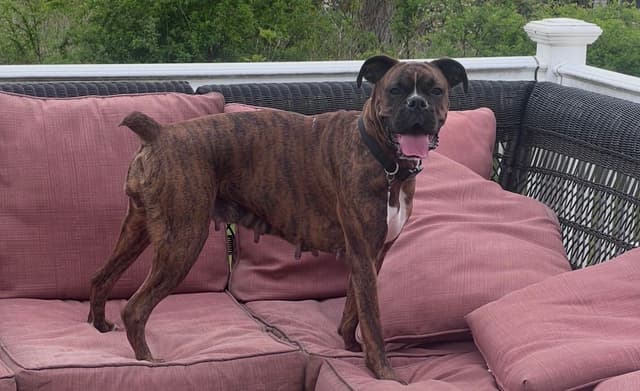 Boxer Puppies media 8