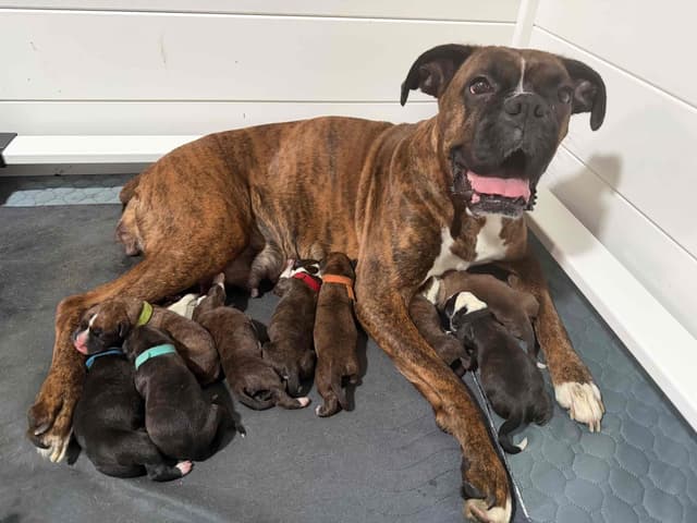 Boxer Puppies media 10