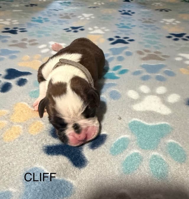 Boxer Puppies media 11