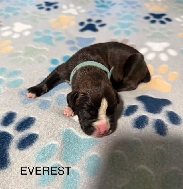 Boxer Puppies media 12