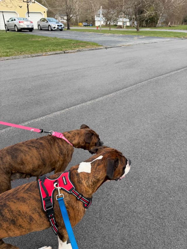 Boxer Puppies media 13