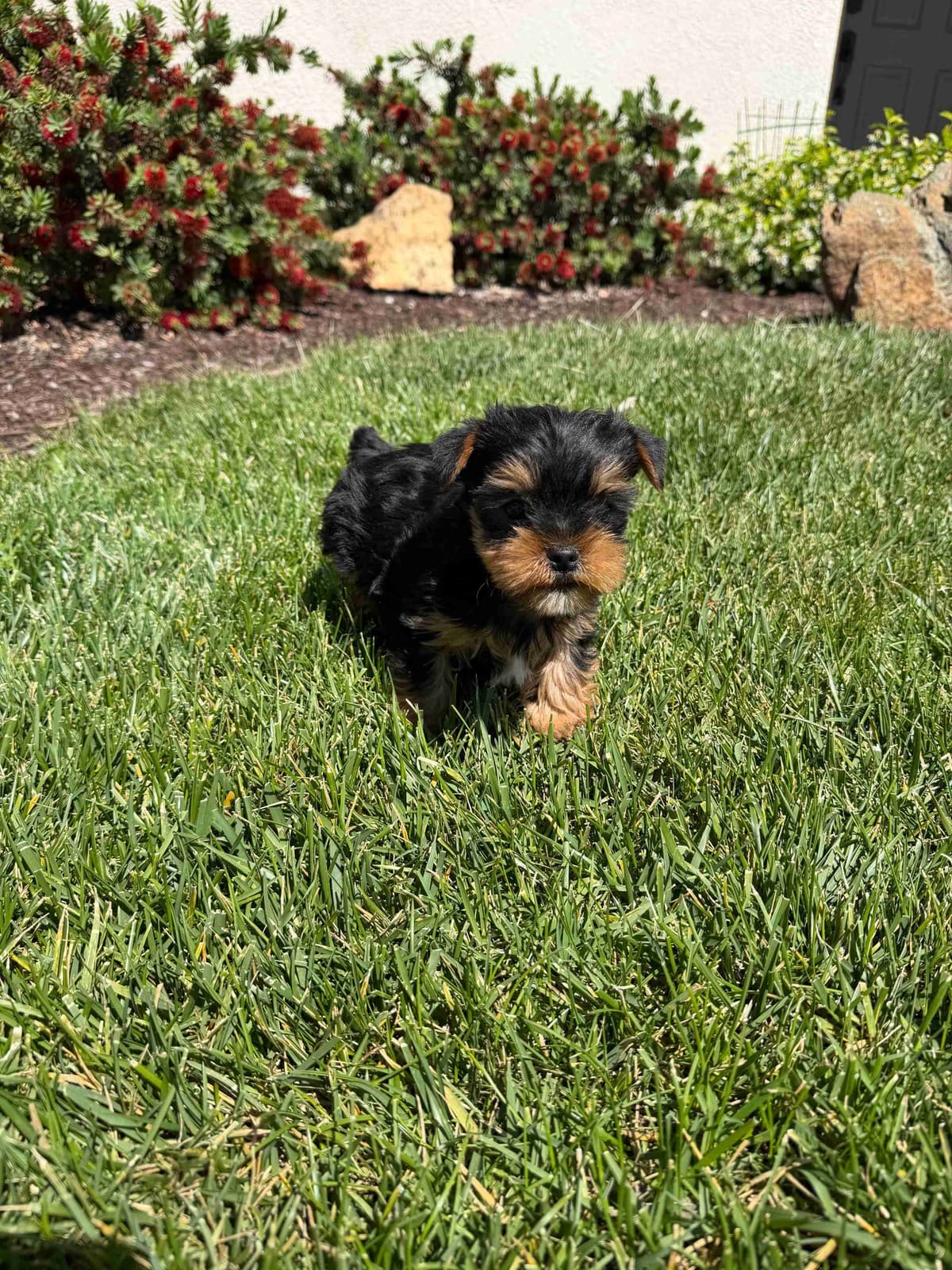 Yorkshire Terrier Puppy β Purebred AKC Champion Bloodline breeder image 10