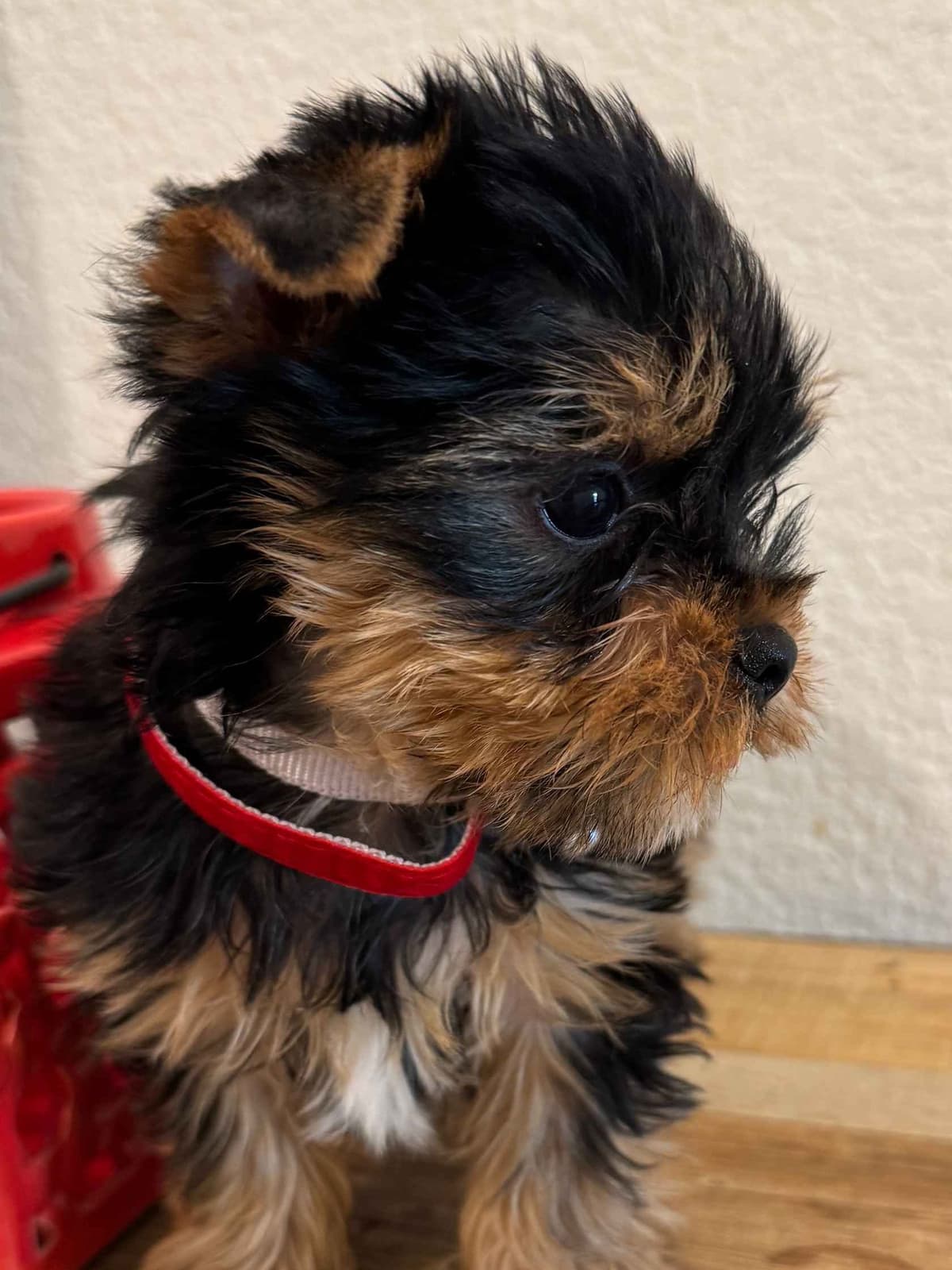 Yorkshire Terrier Puppy β Purebred AKC Champion Bloodline breeder image 6