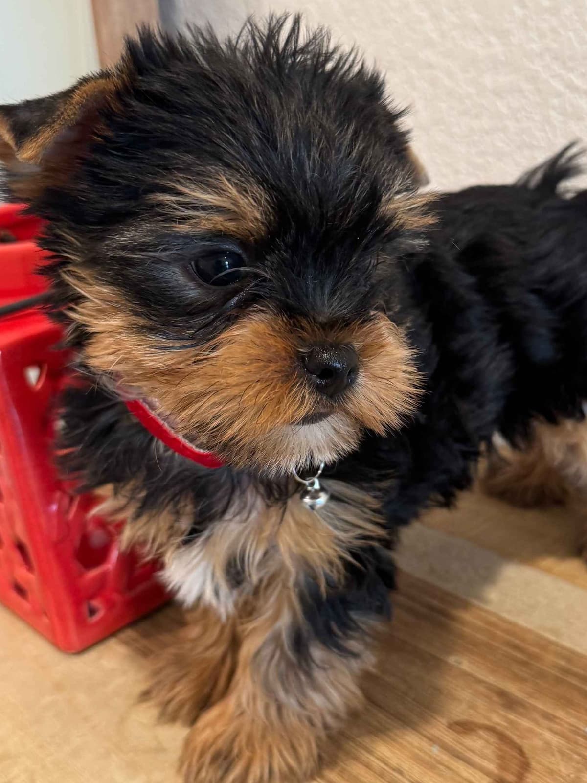 Yorkshire Terrier Puppy β Purebred AKC Champion Bloodline breeder image 7