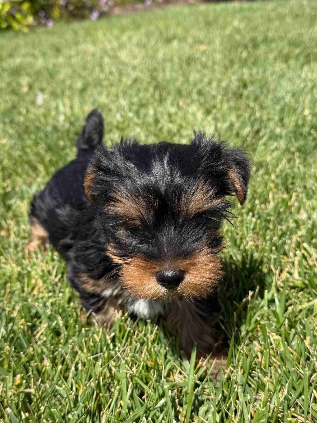 Yorkshire Terrier Puppy β Purebred AKC Champion Bloodline breeder image 3