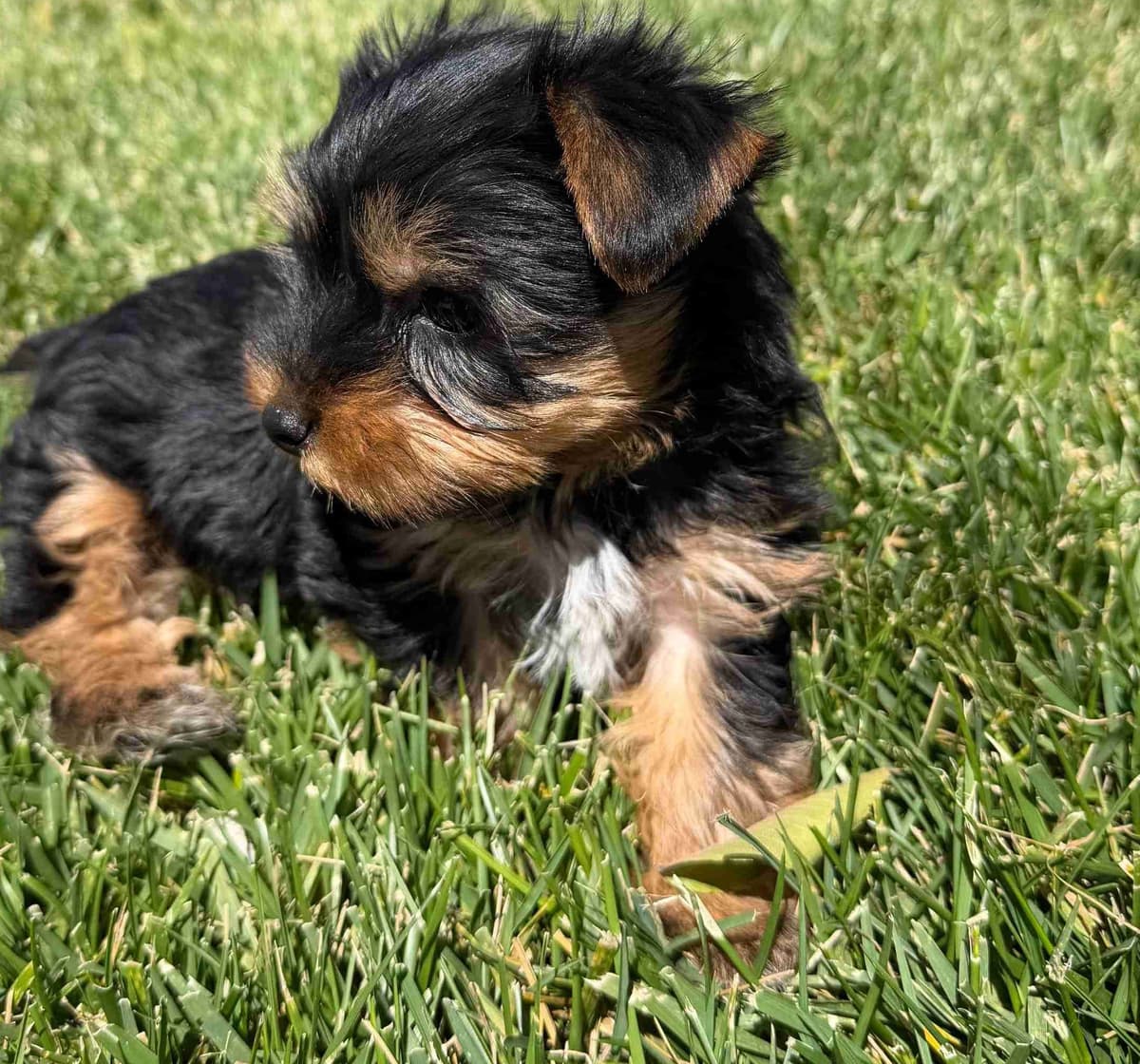 Yorkshire Terrier Puppy β Purebred AKC Champion Bloodline breeder image 4