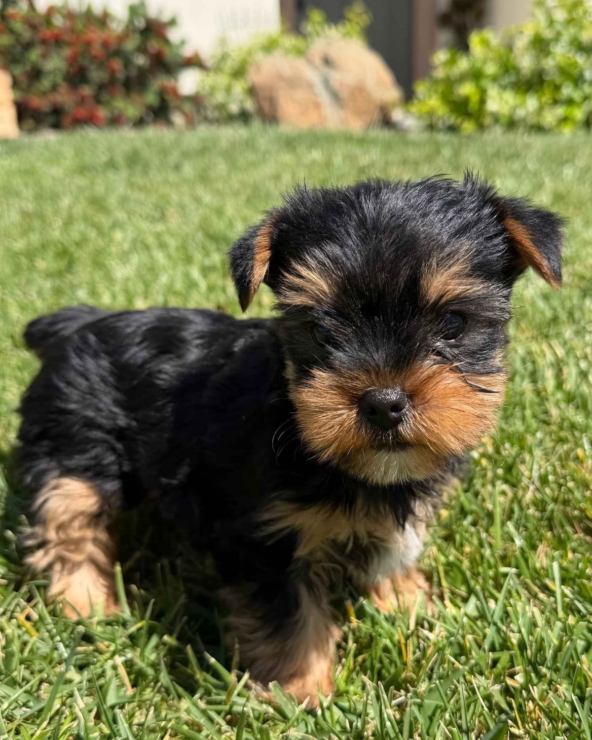 Yorkshire Terrier Puppy β Purebred AKC Champion Bloodline breeder image 1