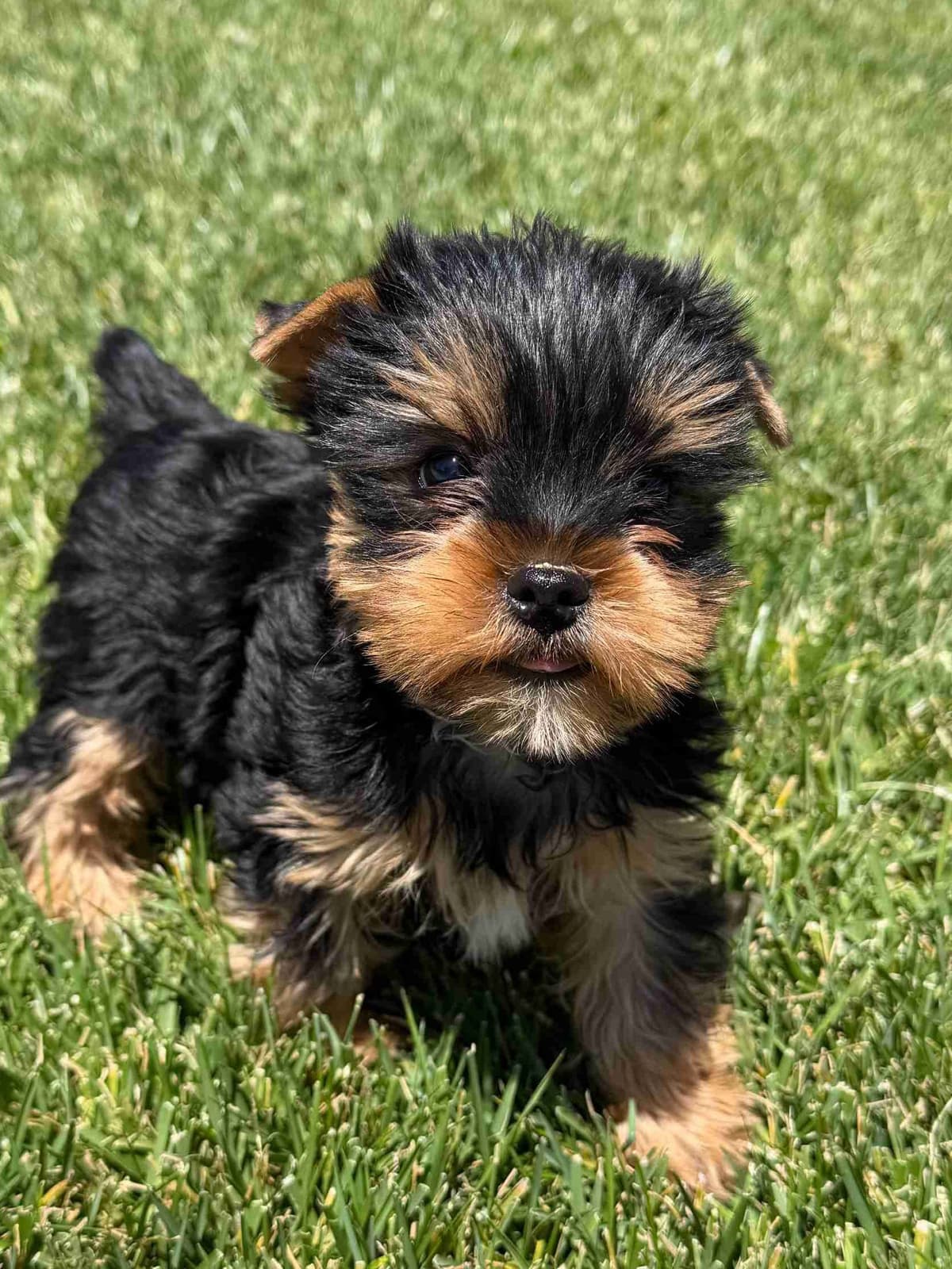 Yorkshire Terrier Puppy β Purebred AKC Champion Bloodline breeder image 5